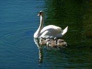 481  swan family.JPG
